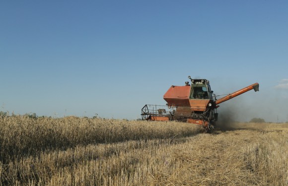 La raccolta di grano in Ucraina.
