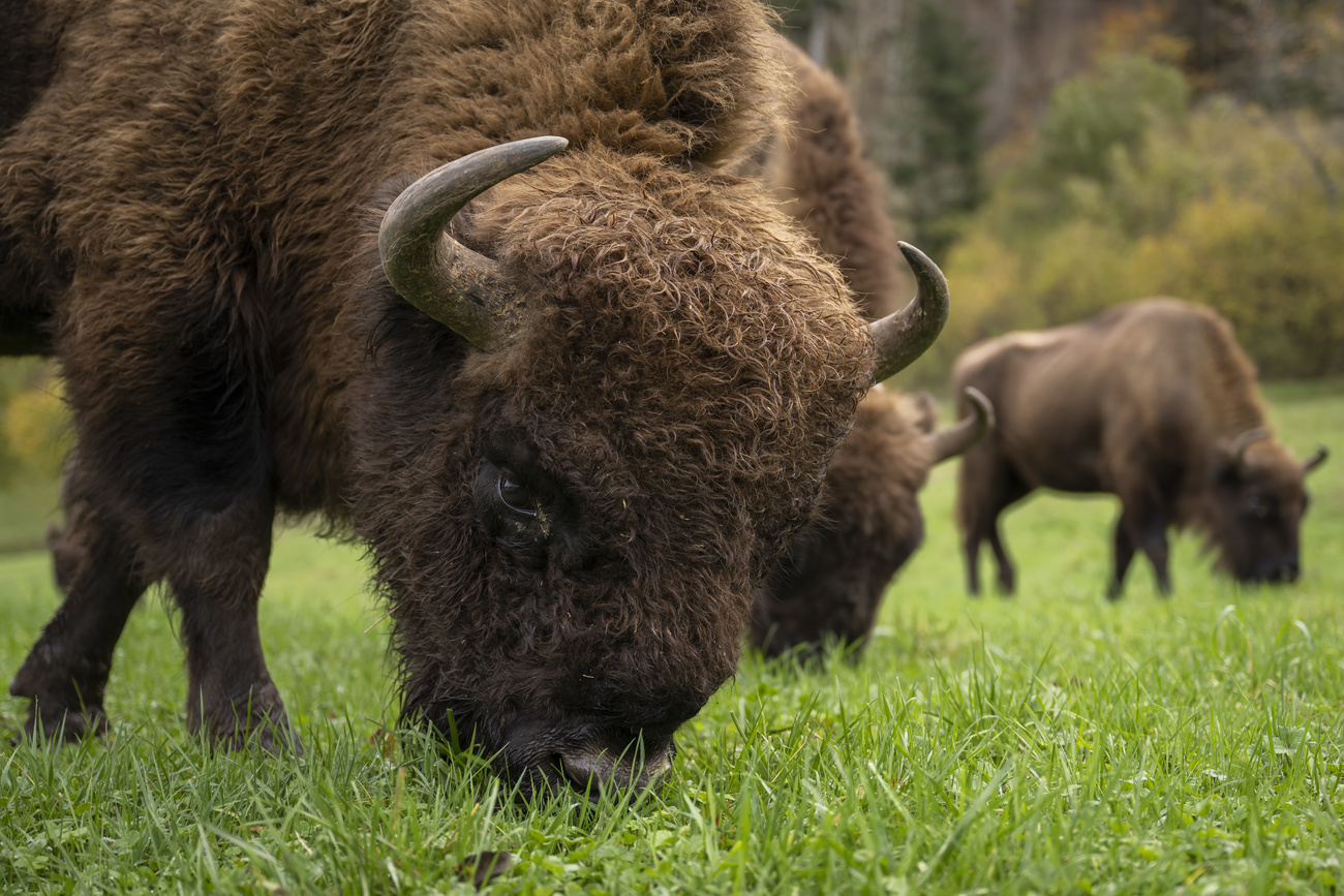 Will a project to reintroduce European bison to Swiss forests work?