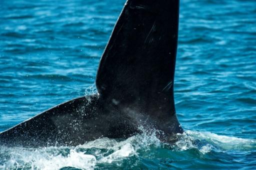 Los barcos de gran tamaño amenazan a las ballenas negras del Atlántico ...