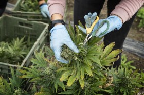 The cannabis for the Basel cannabis pilot project is grown and prepared in Switzerland by the Swiss company Pure Production. (Christian Beutler/Keystone) Cannabis produced by Pure Productions.