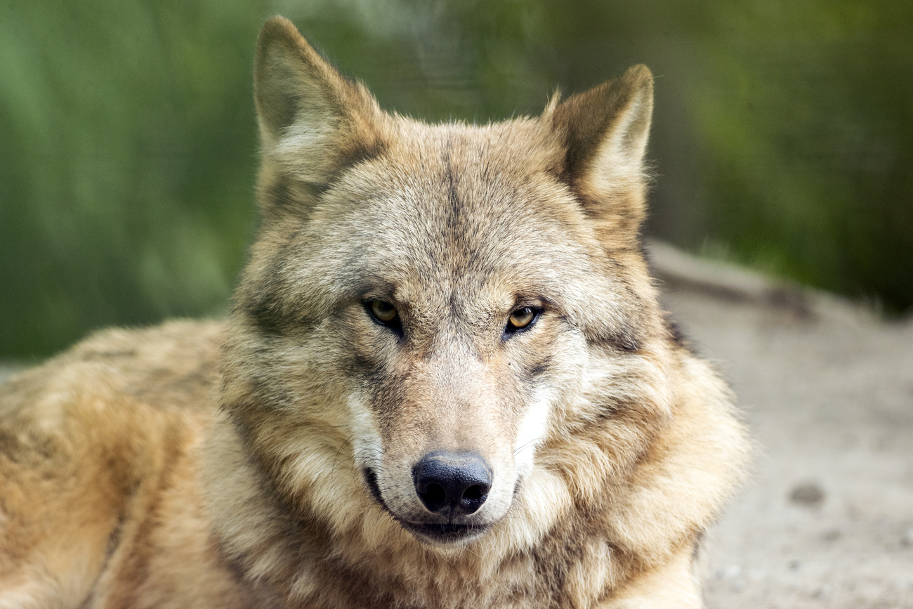 In der Schweiz werden mehrere Wolfsrudel erschossen