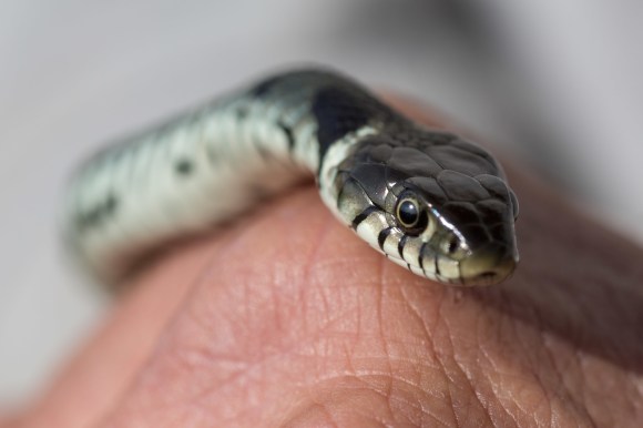reptiles suizos en declive