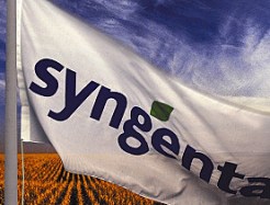 Syngenta Imperturbable Face Aux Critiques Contre Les Ogm Swi Swissinfo Ch