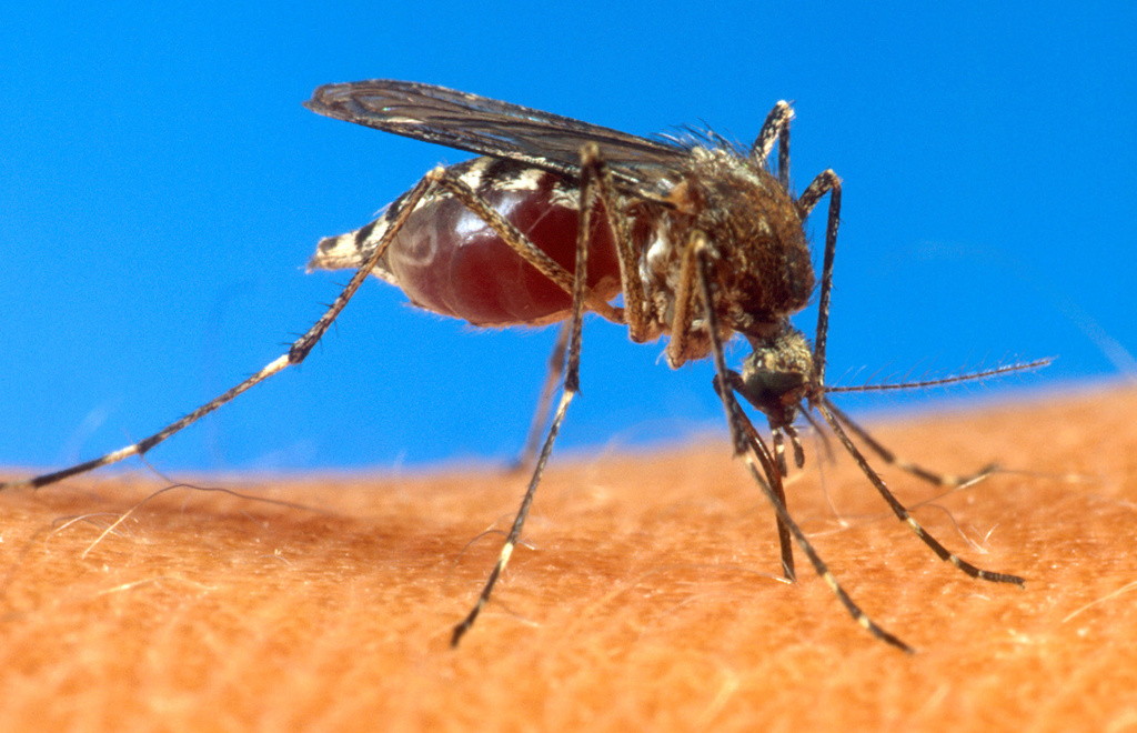 توصيات جديدة لمنظمة الصحة العالمية لمحاربة الملاريا - SWI swissinfo.ch