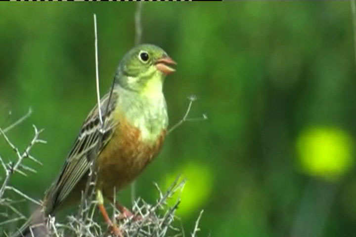 鳴き鳥の保護 Swi Swissinfo Ch 鳴き鳥の保護 Swi Swissinfo Ch