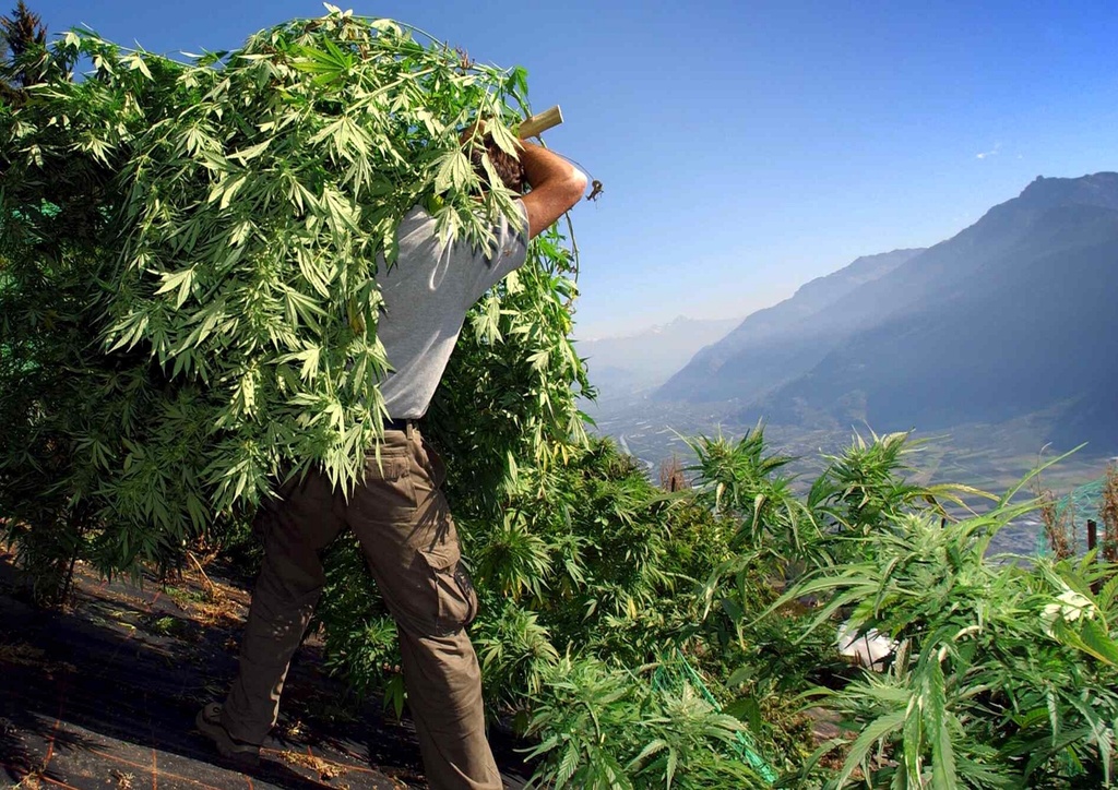 Illegaler Hanfanbau St. Gallen kehrt Spiess um SWI swissinfo.ch