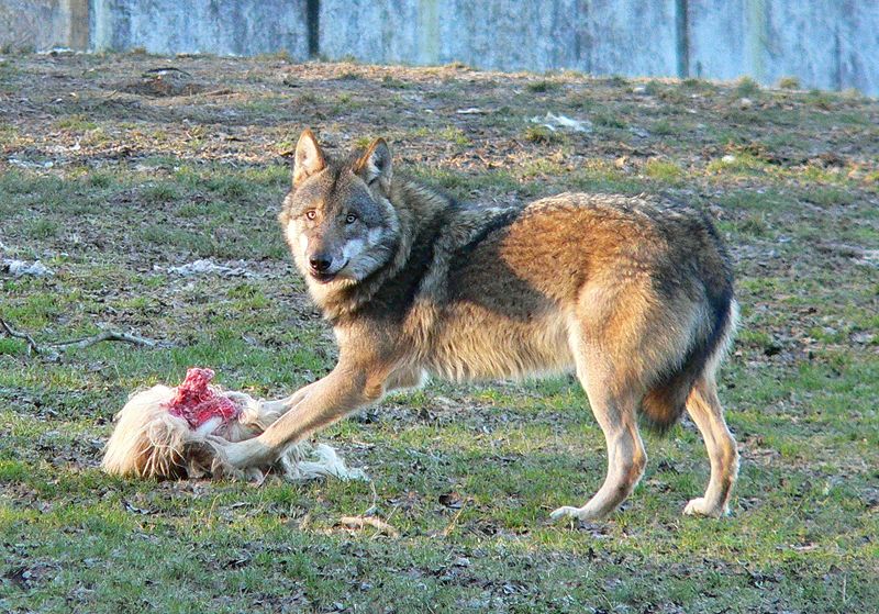 オオカミに危機が Swi Swissinfo Ch